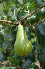 Pyrus com.'Concorde'  -S-              CAC Birne 'Concorde'  -S-