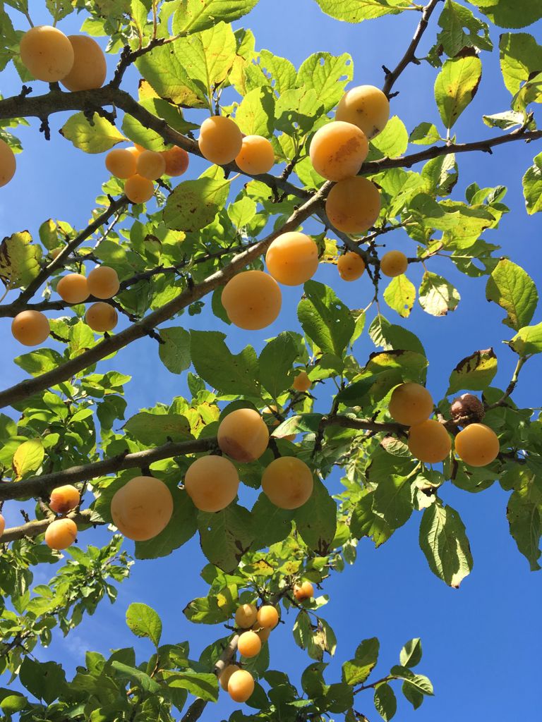 Prunus ital.'Oullins Reneklode'        CAC Reneklode 'Oullins Reneklode'       mittel