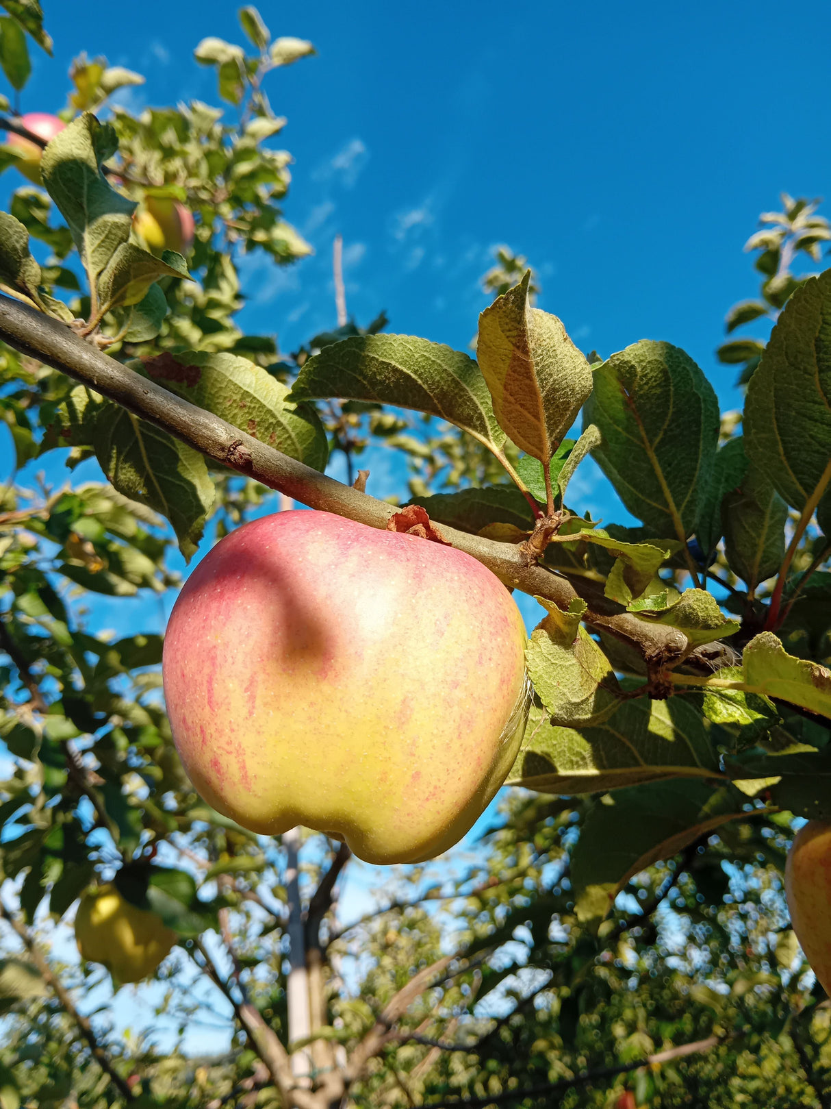 Malus 'Horneburger Pfannkuchena.'      CAC Apfel 'Horneburger Pfannkuchena.'     spät