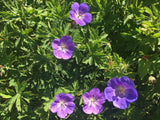 Geranium wallichianum 'Rozanne'  -R- Dauerblühender Storchschnabel