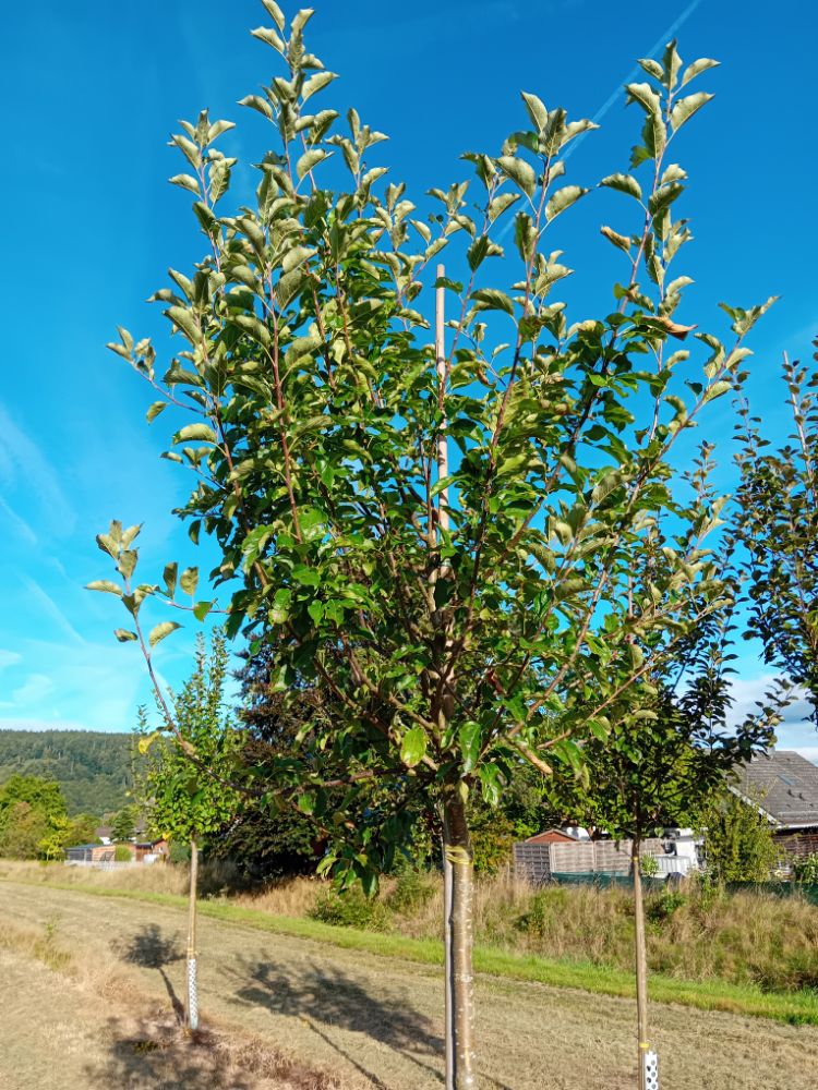 Malus 'Wellant'  -R-                 CAC Zierapfel 'Wellant'  -R-