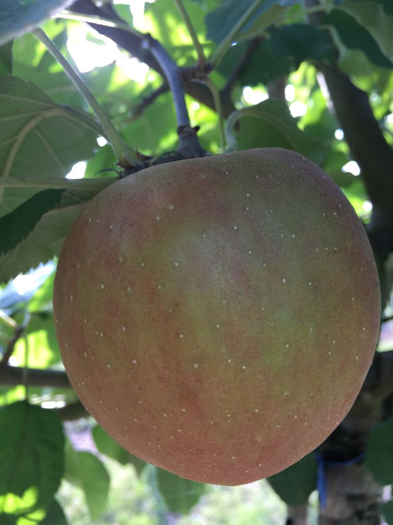 Malus 'Roter Boskoop'                  CAC Apfel 'Roter Boskoop'                 spät