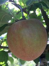 Malus 'Roter Boskoop'                  CAC Apfel 'Roter Boskoop'                 spät