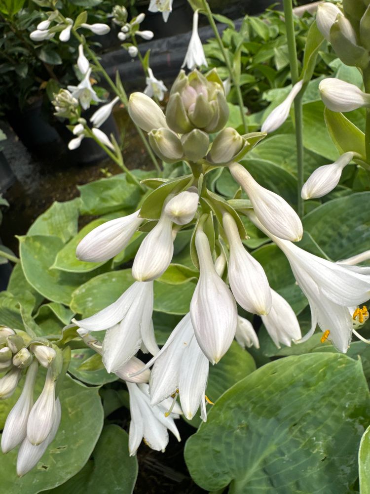 Hosta sieboldiana 'Elegans' Große Blaublatt-Funkie