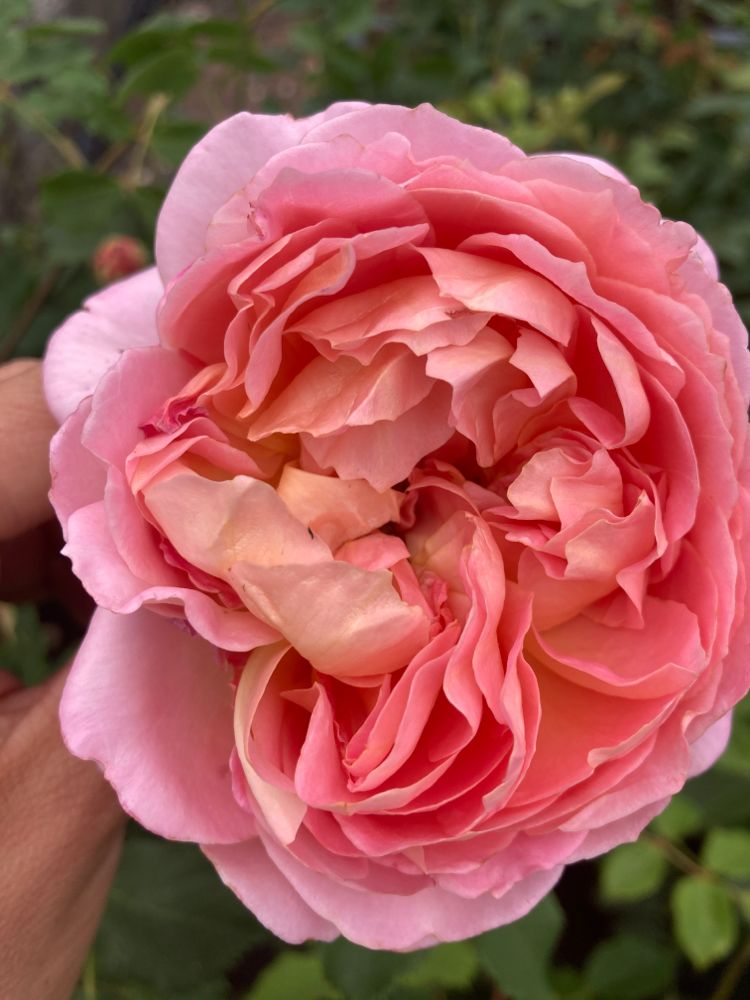 Rosa 'Royal Jubilee'                   STR VII Strauchrose 'Royal Jubilee'