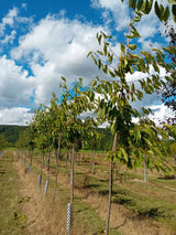 Prunus av.'Weiße Spanische'            CAC Süßkirsche 'Weiße Spanische'