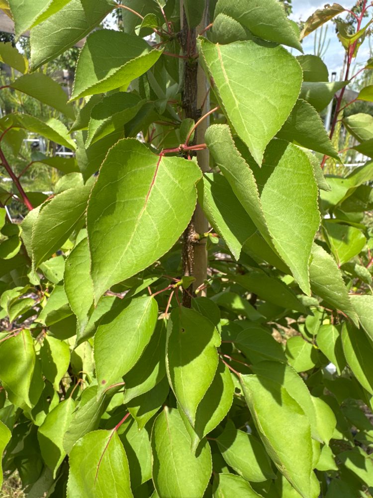Prunus arm.'Ungarische Beste'          CAC Aprikose 'Ungarische Beste'