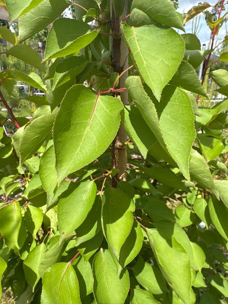 Prunus arm.'Ungarische Beste'          CAC Aprikose 'Ungarische Beste'