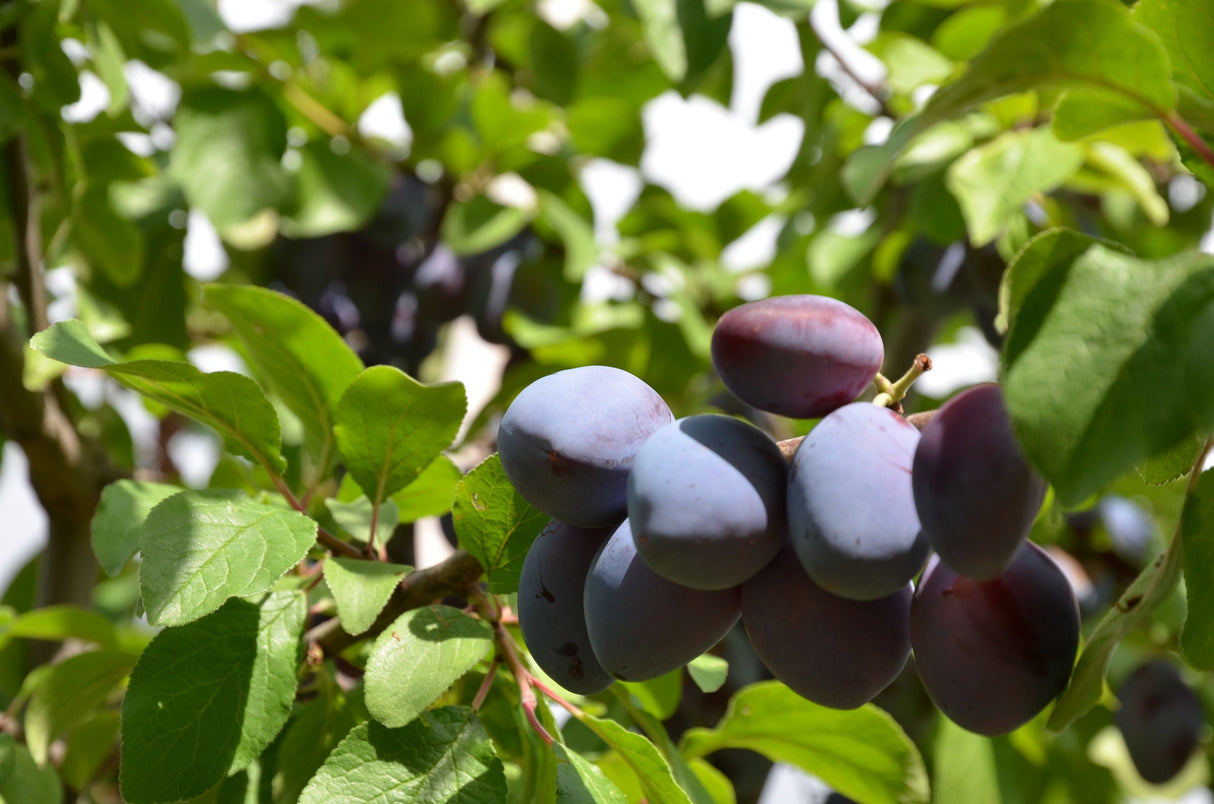 Prunus dom.'Wangenhm. Frühzwetsche'    CAC Zwetsche 'Wangenheimer Frühzwetsche'