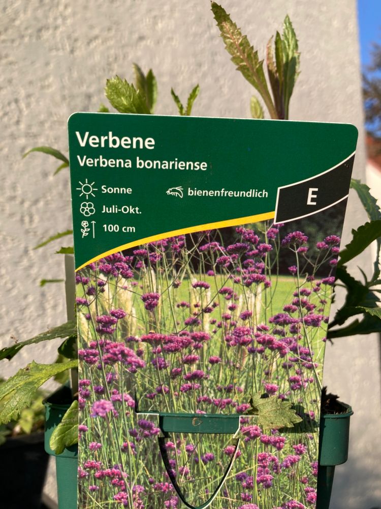 Verbena bonariensis Patagonisches Eisenkraut