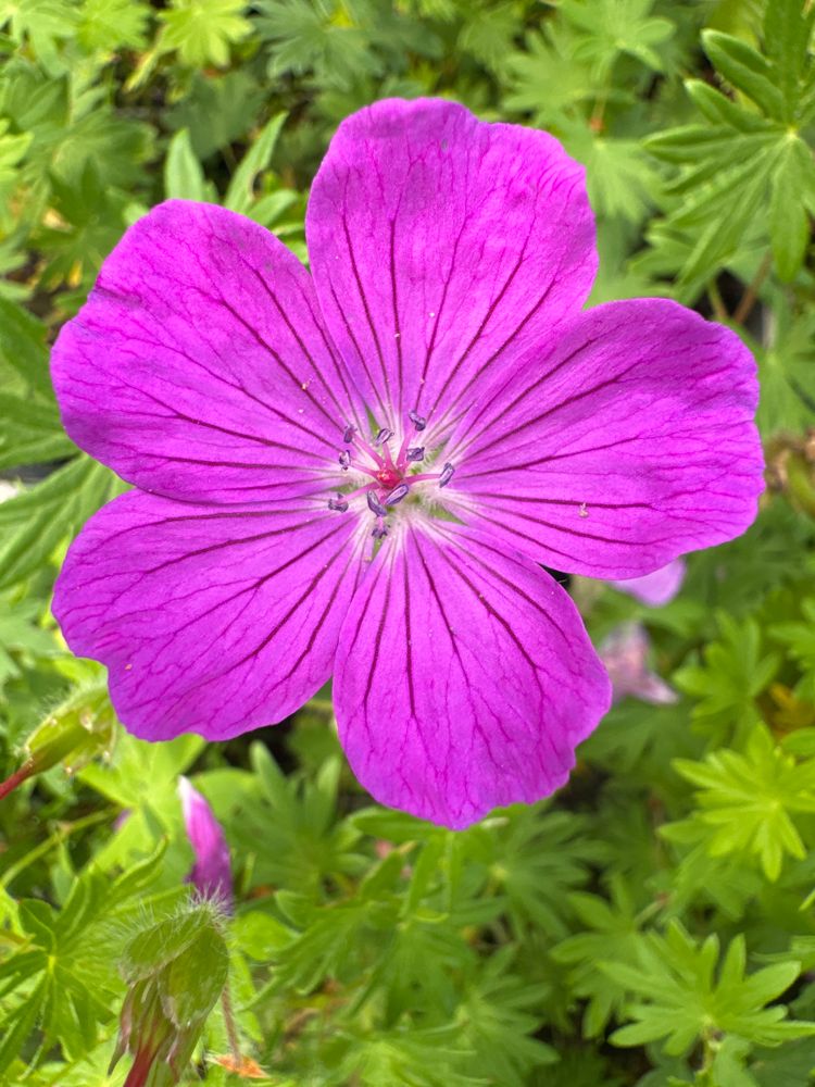 Geranium sanguineum 'Max Frei' Blut-Storchschnabel