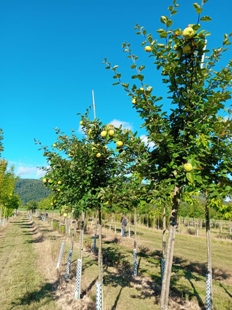 Cydonia 'Konstantinop.Apfelquitte'     CAC Quitte 'Konstantinopeler Apfelquitte'