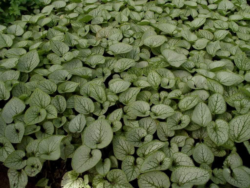 Brunnera macrophylla 'Jack Frost'  -R- Silberlaubiges Kaukasusvergissmeinnicht