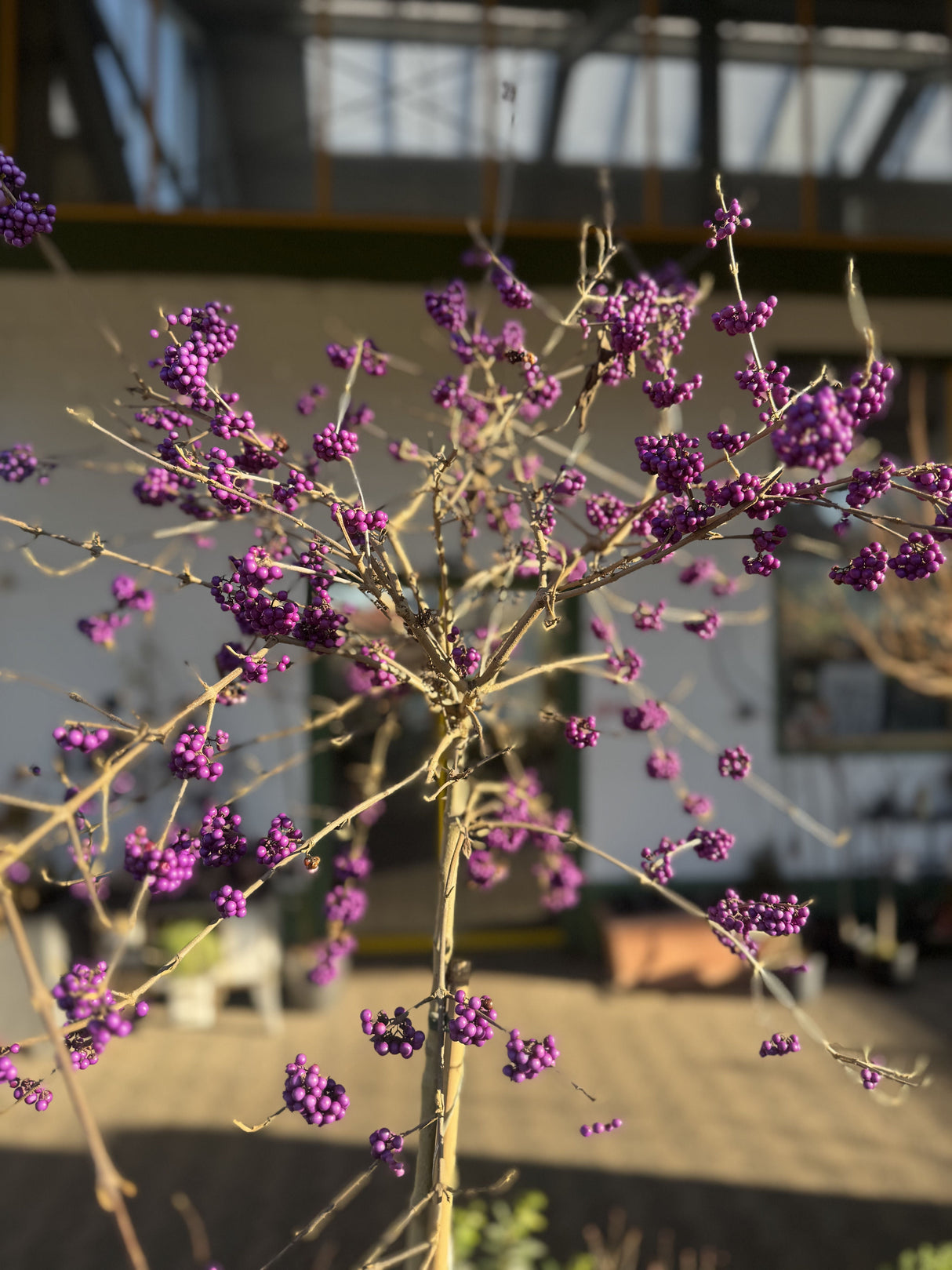 Callicarpa bodinieri 'Profusion' Schönfrucht 'Profusion'