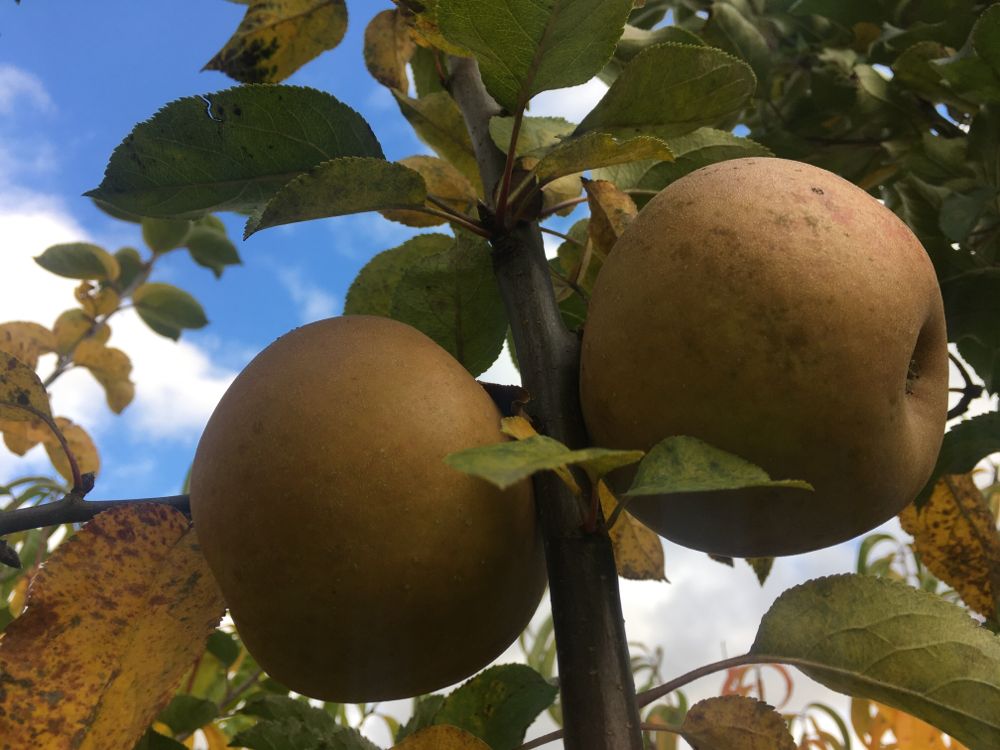 Malus 'Zabergäu Renette'               CAC Apfel 'Zabergäu Renette'            mittel
