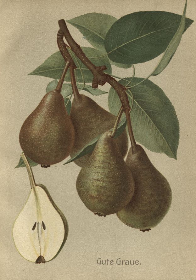 Pyrus com.'Gute Graue'                 CAC Birne 'Gute Graue'                  mittel