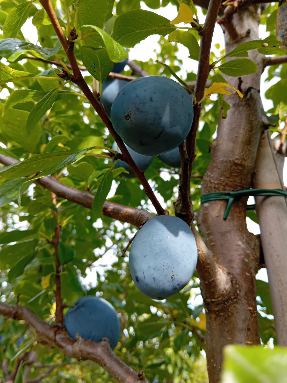 Prunus dom.'Tophit'  -S-               CAC Zwetsche 'Tophit'  -S-
