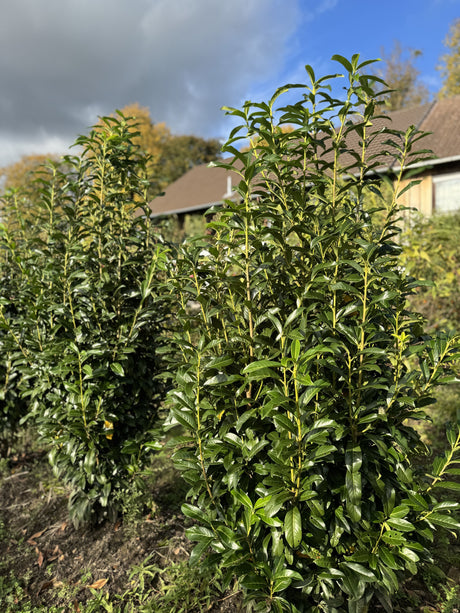 Prunus lauroc.'Genolia'  -R- Lorbeerkirsche 'Genolia'  -R-
