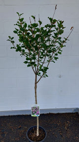Syringa meyeri 'Palibin' Meyer's Flieder 'Palibin'    Premiumgehölz