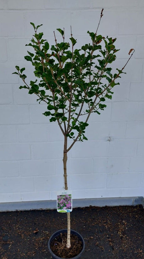 Syringa meyeri 'Palibin' Meyer's Flieder 'Palibin'    Premiumgehölz
