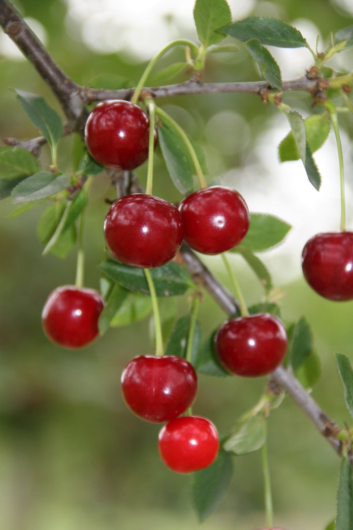Prunus cer.'Morina'  -S-               CAC Sauerkirsche 'Morina'  -S-            6.KW