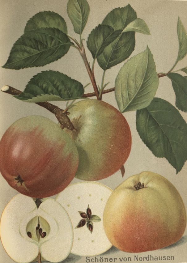 Malus 'Schöner von Nordhausen'         CAC Apfel 'Schöner von Nordhausen'        spät