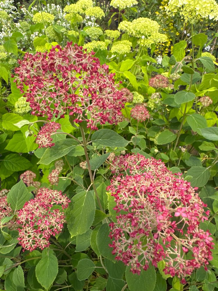Hydrangea arbor.'Pink Annabelle'  -R- Ballhortensie 'Pink Annabelle'  -R-