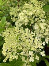 Hydrangea panic. 'Bobo'  -R- Rispenhortensie 'Bobo'  -R-