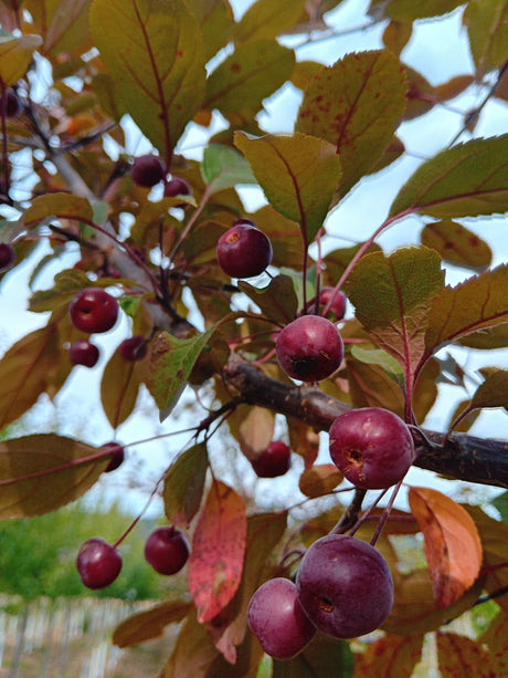 Malus 'Coccinella'  -R- Zierapfel 'Coccinella'  -R-