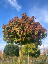 Liquidambar styraciflua 'Gumball' Amberbaum 'Gumball'
