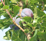 Prunus dom.'Hanita'  -S-               CAC Zwetsche 'Hanita'  -S-              mittel