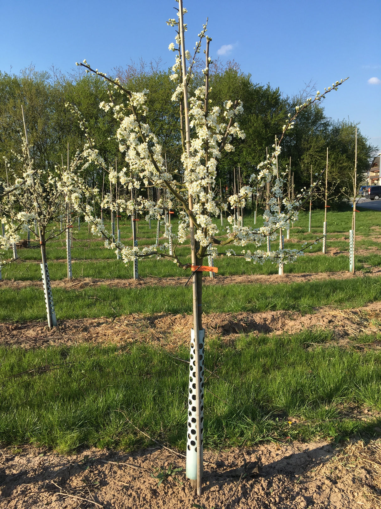 Prunus syr.'Von Nancy'                 CAC Mirabelle 'Von Nancy'