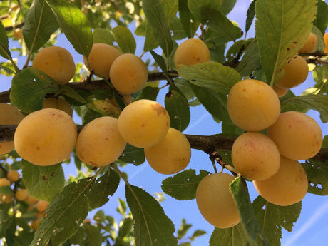 Prunus syr.'Von Nancy'                 CAC Mirabelle 'Von Nancy'