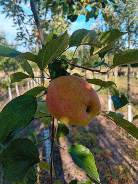 Malus 'Finkenwerder Herbstprinz'       CAC Apfel 'Finkenwerder Herbstprinz'      spät