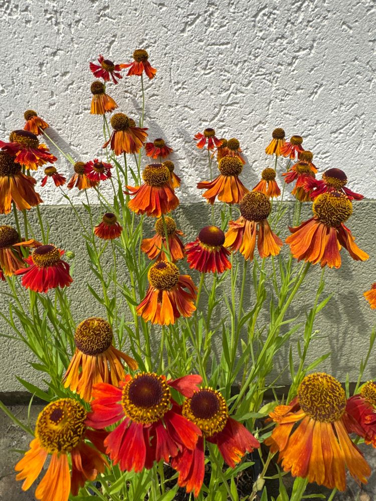 Helenium x cult.'Moerheim Beauty' Sonnenbraut