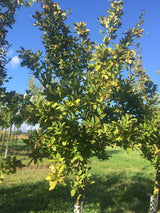 Mespilus germanica Mispel