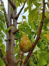 Pyrus com.'Conferencebirne'            CAC Birne 'Conferencebirne'             mittel
