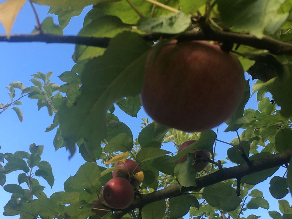 Malus 'Spartan'                        CAC Apfel 'Spartan'                     mittel
