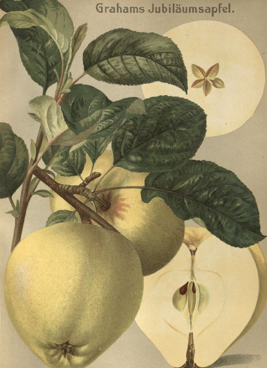 Malus 'Grahams Jubiläumsapfel'         CAC Apfel 'Grahams Jubiläumsapfel'      mittel