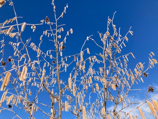 Corylus av.'Gustav's Zeller'           CAC Haselnuss 'Gustav's Zeller'