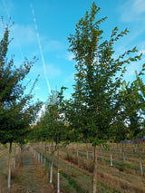 Ostrya carpinifolia Gewöhnliche Hopfenbuche