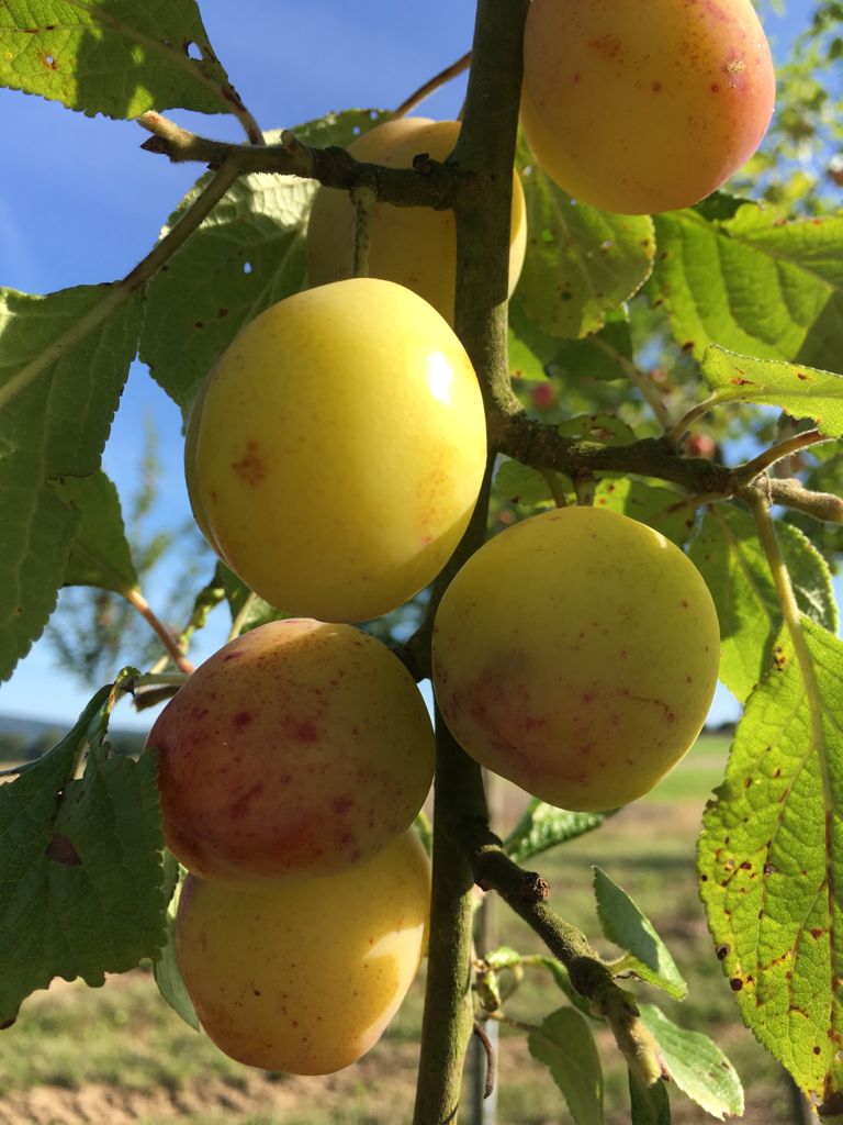 Prunus dom.'Königin Viktoria'          CAC Pflaume 'Königin Viktoria'      mittelspät