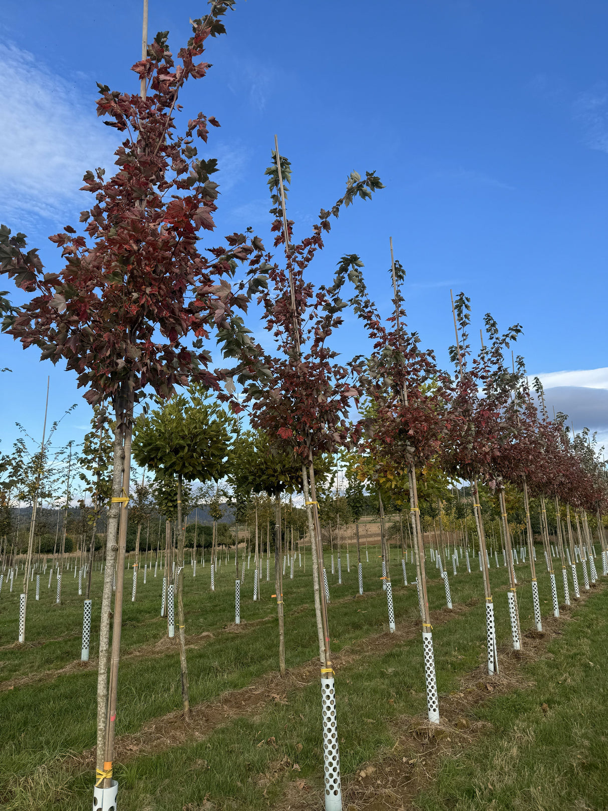 Acer rubrum 'Scanlon' Rotahorn 'Scanlon'