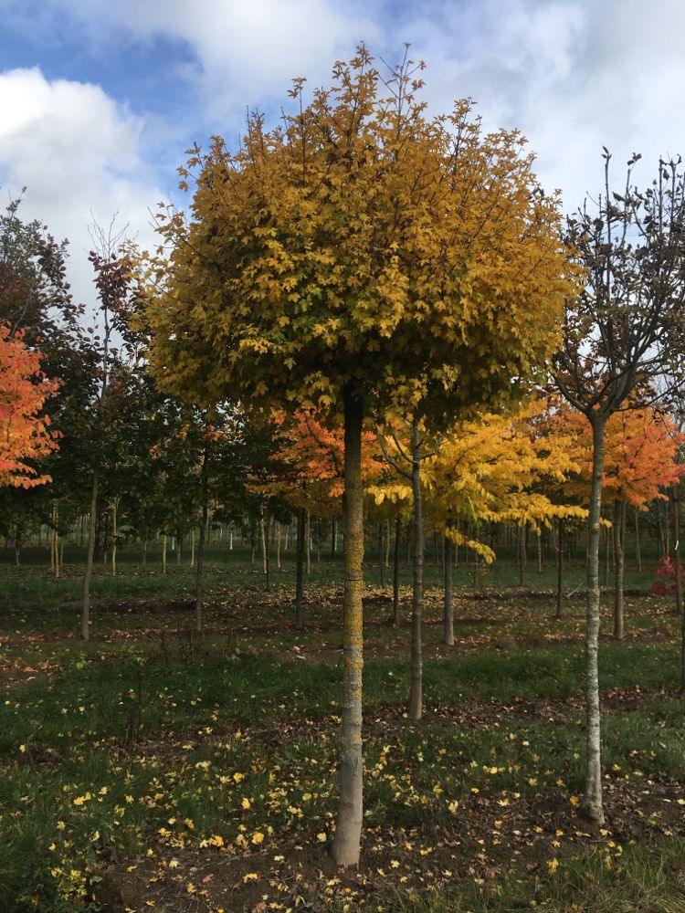 Acer campestre 'Nanum' Kugel-Feldahorn