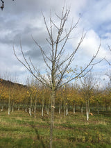 Prunus av.'Gr.Prinzessinkirsche'       CAC Süßkirsche 'Gr.Prinzessinkirsche'