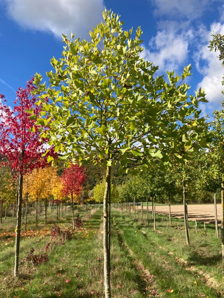 Platanus hispanica 'Alphens Globe' Platane 'Alphens Globe'
