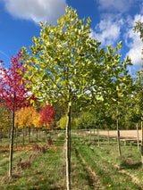 Platanus hispanica 'Alphens Globe' Platane 'Alphens Globe'