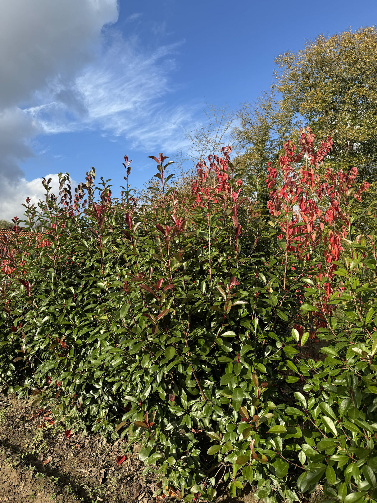 Photinia fraseri 'Red Robin' Glanzmispel 'Red Robin'