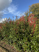 Photinia fraseri 'Red Robin' Glanzmispel 'Red Robin'