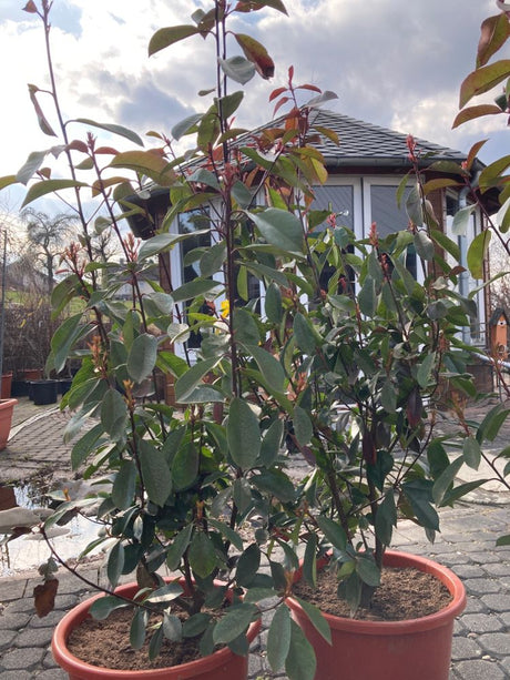 Photinia fraseri 'Red Robin' Glanzmispel 'Red Robin'
